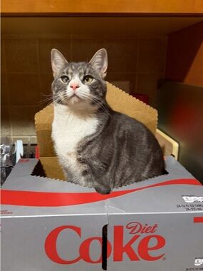 Meet your Posher, Gianna